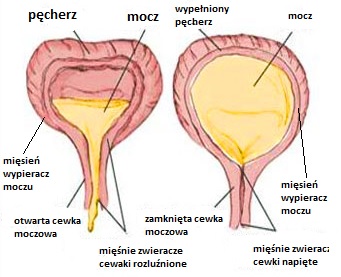 Opróżnianie pęcherza 